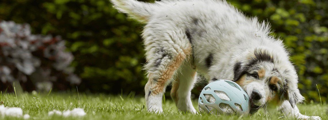 8 tips om je tuin puppyproof te maken
